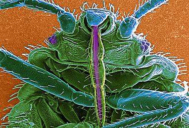 PSN事件后《绝地潜兵2》在多个地区仍处于下架状态